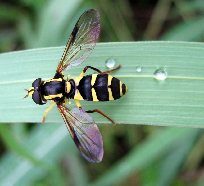 Xanthogramma